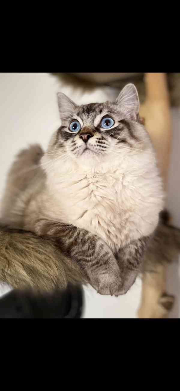 Ragdoll kotě - foto 4