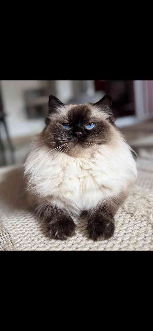 Ragdoll kotě - foto 2