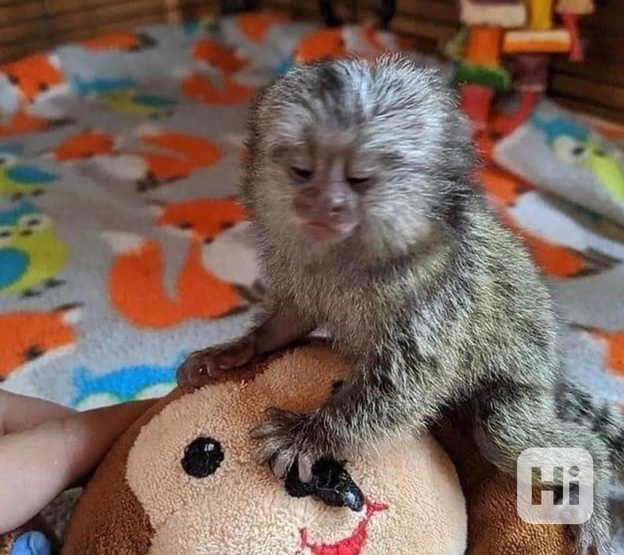 K dispozici jsou roztomilé kapucínské opice - foto 1