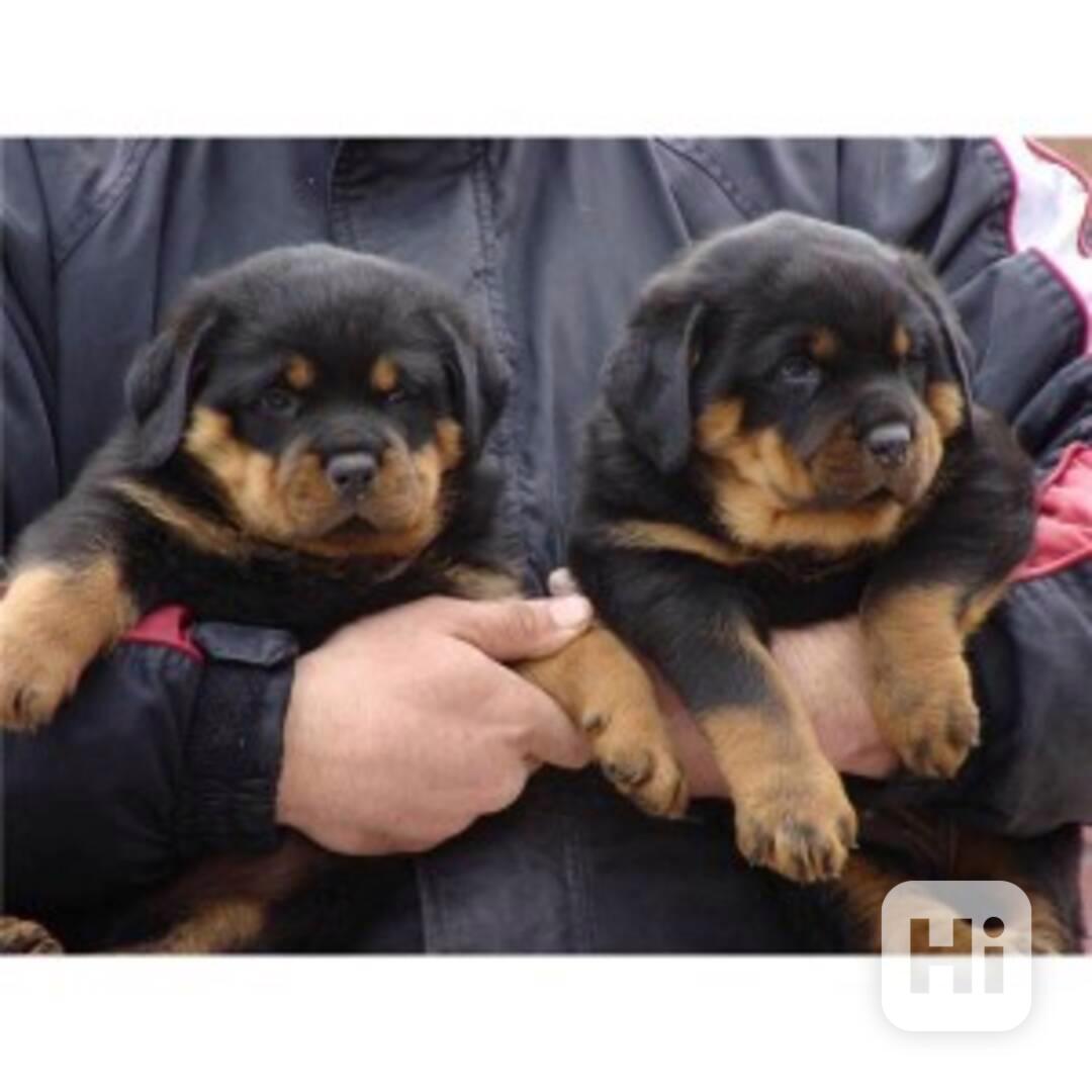 12týdenní registrovaná štěňata rotvajlera - foto 1