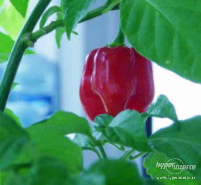 Chilli Habanero Red Savina - semena - foto 1