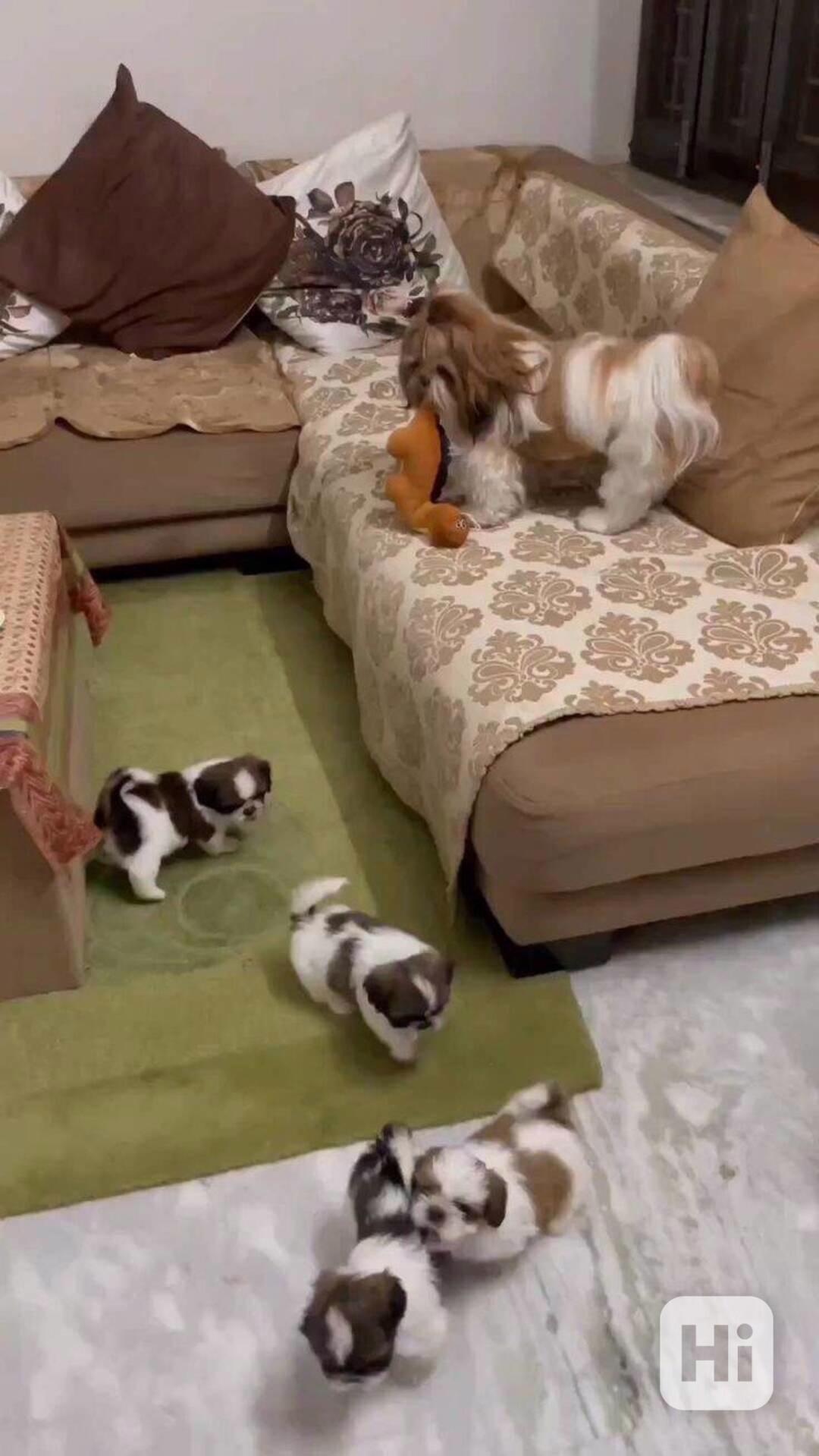 štěňátka shih tzu s pp - foto 1