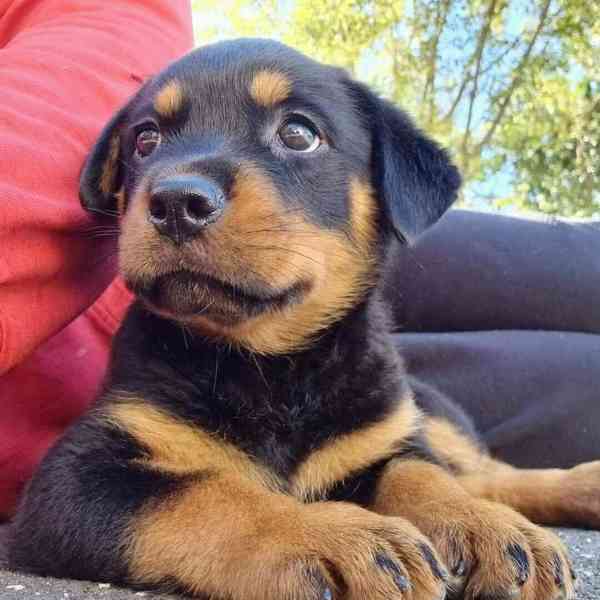 Štěňata rotvajlera, rodinní společníci. - foto 1