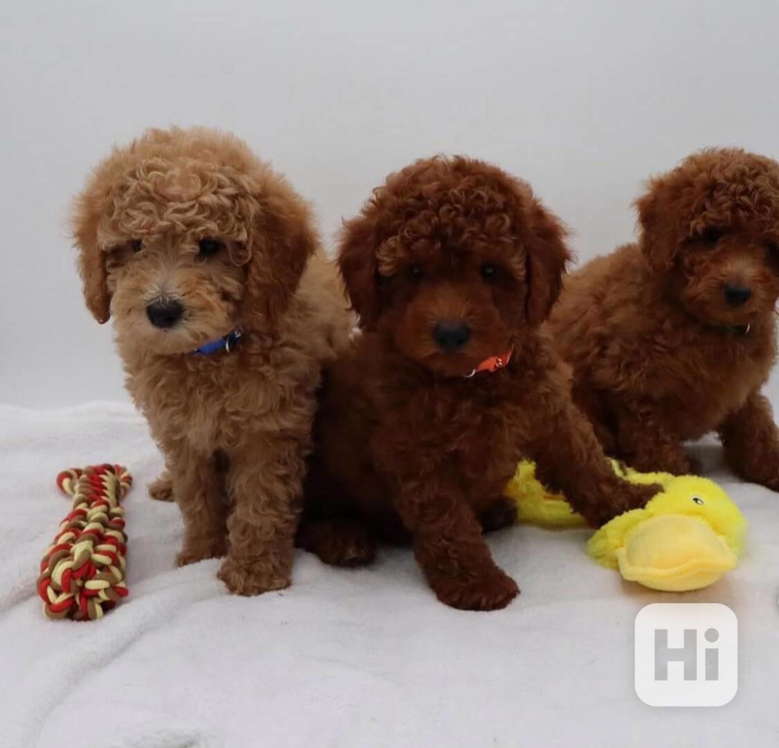 Krásná štěňata pudlů k dispozici - foto 1