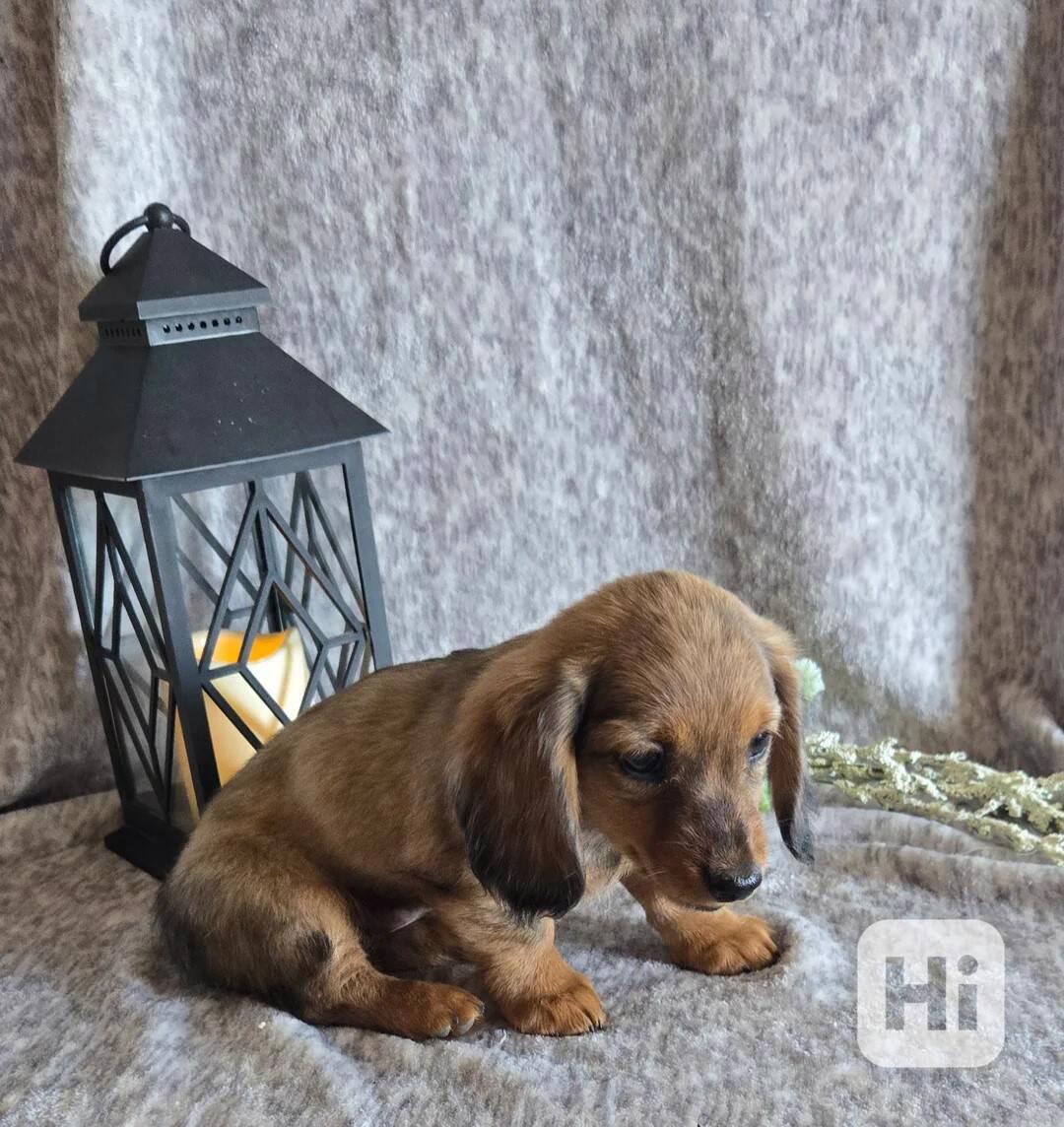 8 krásných dlouhosrstých miniaturních jezevčíků! - foto 1