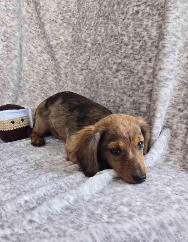 8 krásných dlouhosrstých miniaturních jezevčíků! - foto 3