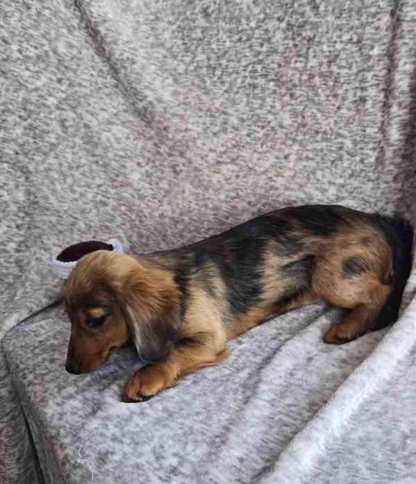 8 krásných dlouhosrstých miniaturních jezevčíků! - foto 2