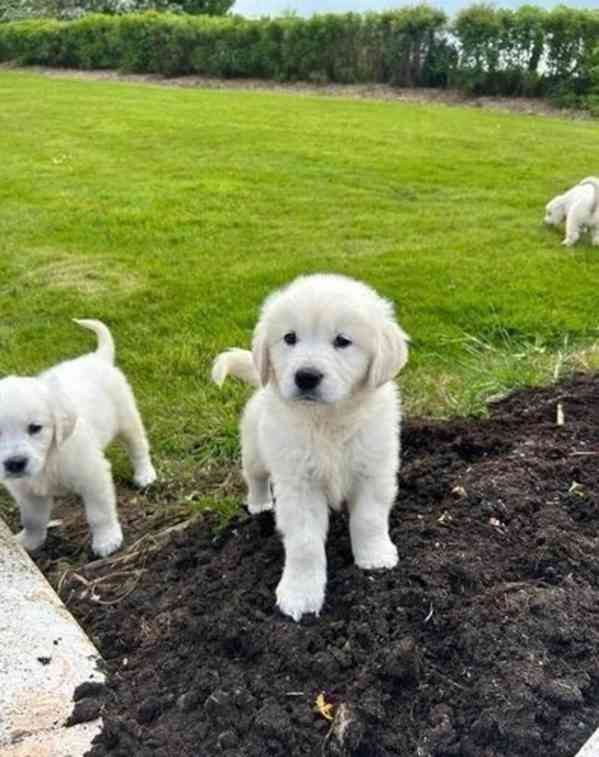 Dvě okouzlující štěňata zlatého retrívra do dobrého domova - foto 2