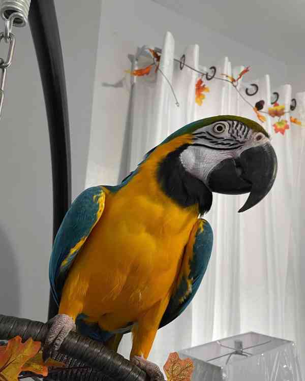 Zdraví papoušci arové  - foto 1