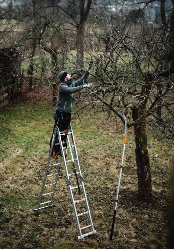 Střih a řez ovocných stromů - foto 2