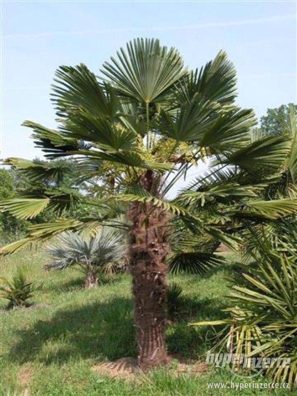 Mrazuvzdorné palmy - Trachycarpus fortunei - foto 1