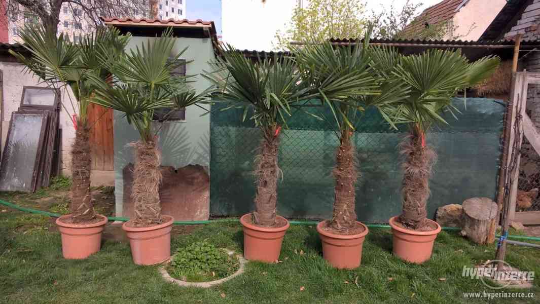 Mrazuvzdorné palmy - Trachycarpus fortunei - foto 2