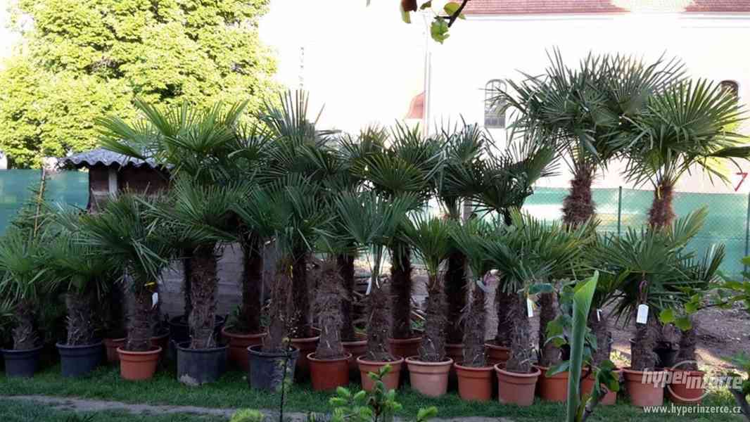 Mrazuvzdorné palmy - Trachycarpus fortunei - foto 3