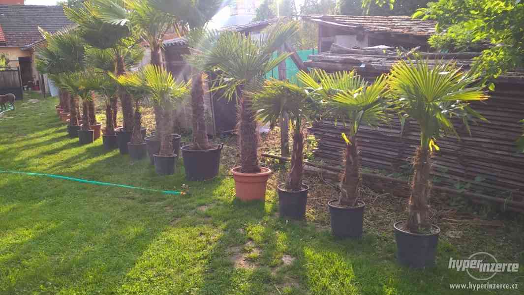 Mrazuvzdorné palmy - Trachycarpus fortunei - foto 4