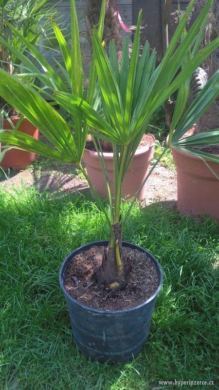 Mrazuvzdorné palmy - Trachycarpus fortunei - foto 6