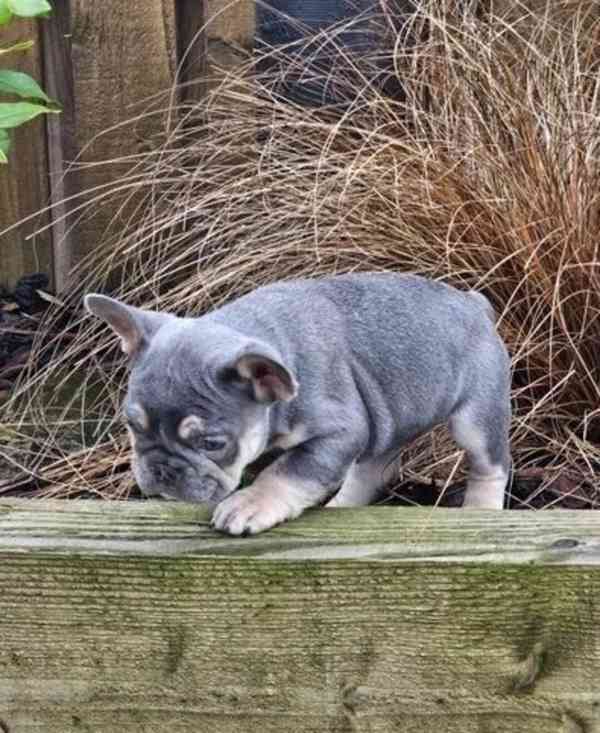 Štěňata francouzského buldočka - foto 2