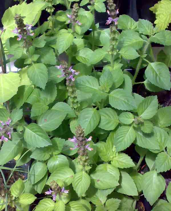 Bazalka posvátná - Tulsí - Ocimum sanctum - 3 rostliny - foto 1