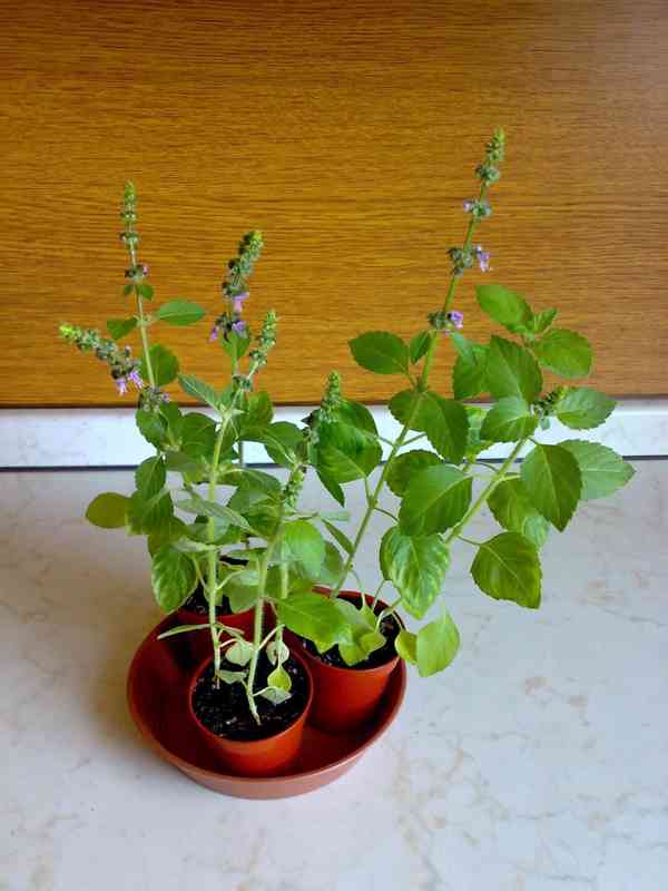 Bazalka posvátná - Tulsí - Ocimum sanctum - 3 rostliny - foto 3