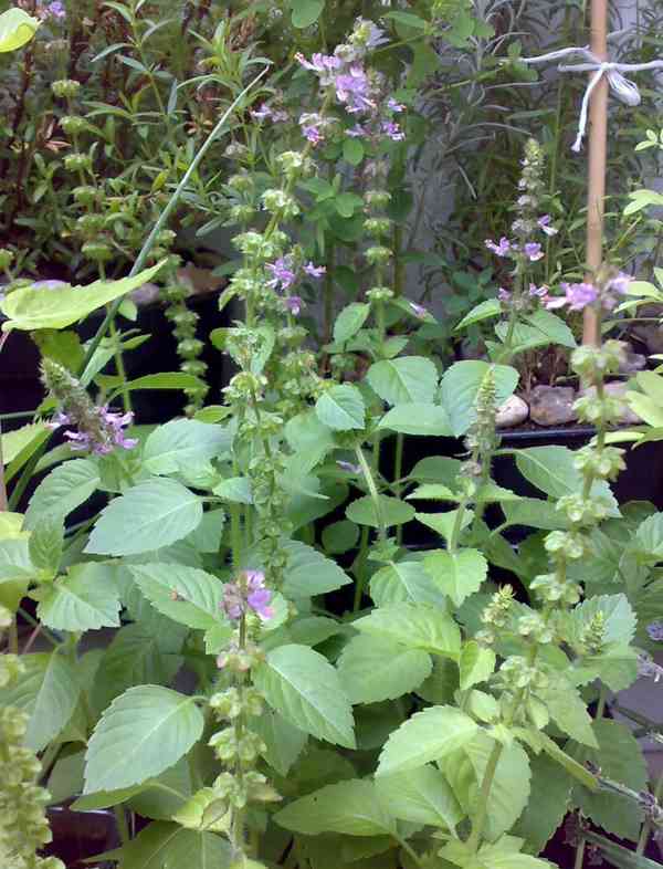 Bazalka posvátná - Tulsí - Ocimum sanctum - 3 rostliny - foto 2