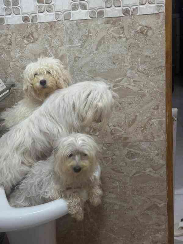 ✨ Šteniatka morkie, láska! ✨ - foto 6