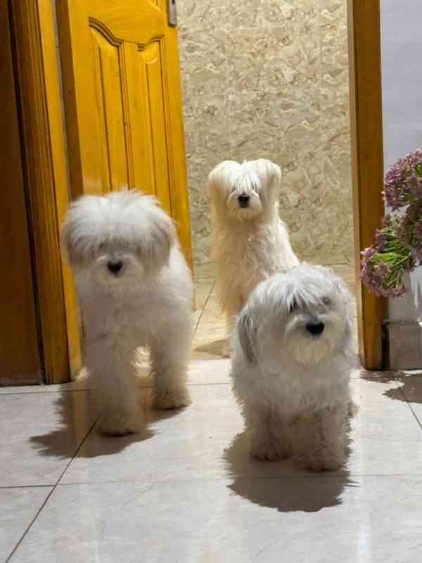 ✨ Šteniatka morkie, láska! ✨ - foto 3