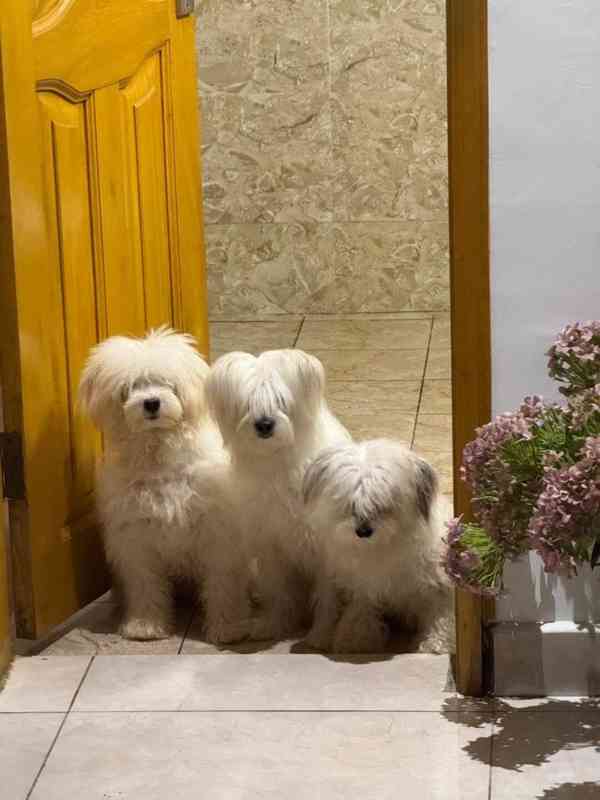 ✨ Šteniatka morkie, láska! ✨ - foto 5