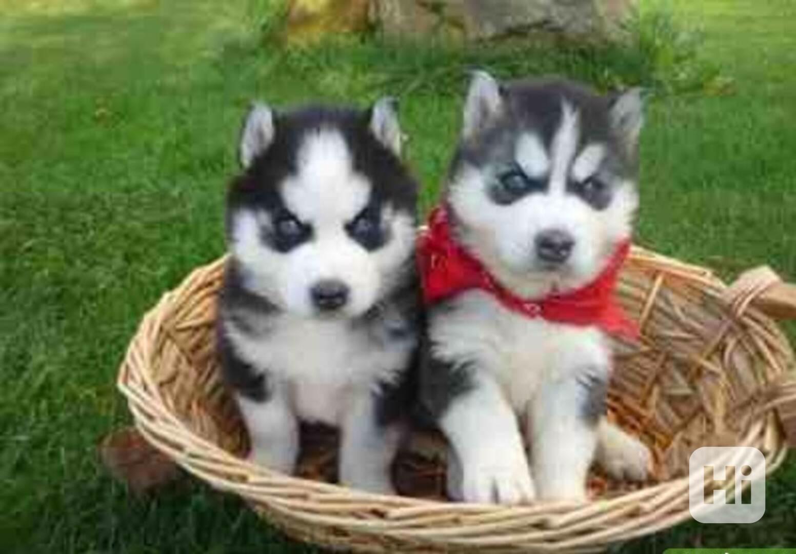 Sibiřští husky štěňata s PP - foto 1