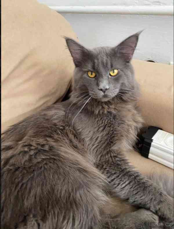 Kotě mainské mývalí  - foto 3