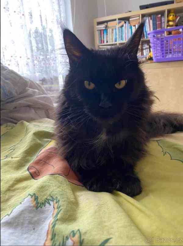 Kotě mainské mývalí  - foto 2