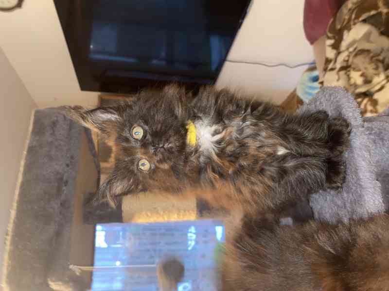 Kotě mainské mývalí  - foto 4