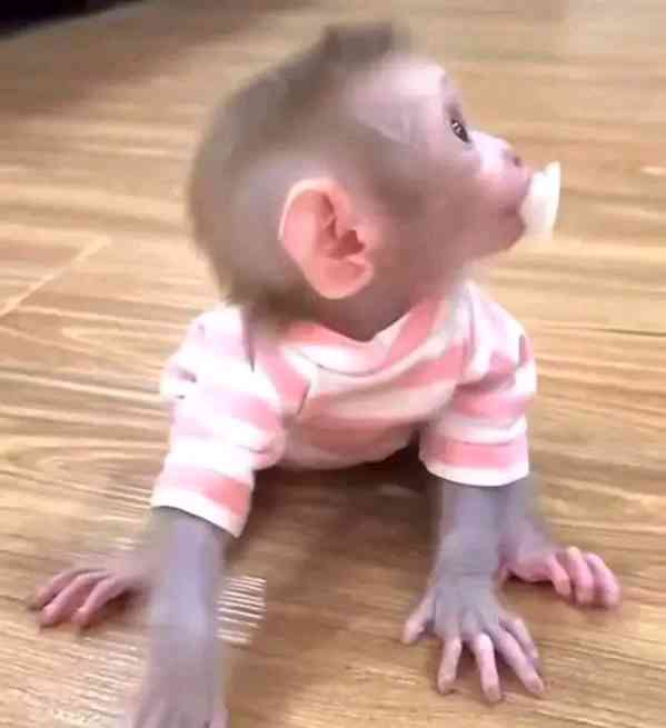 Rozkošná mláďata kapucínských opiček na prodej - foto 4