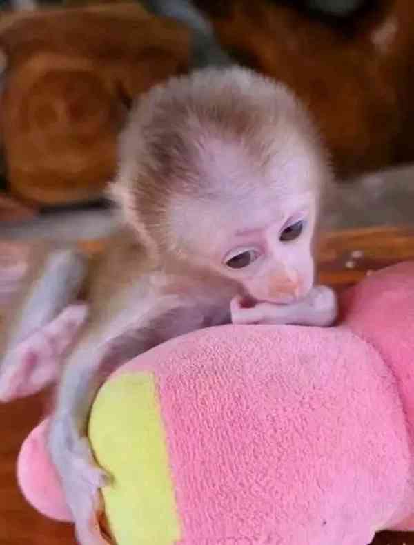 Rozkošná mláďata kapucínských opiček na prodej - foto 2