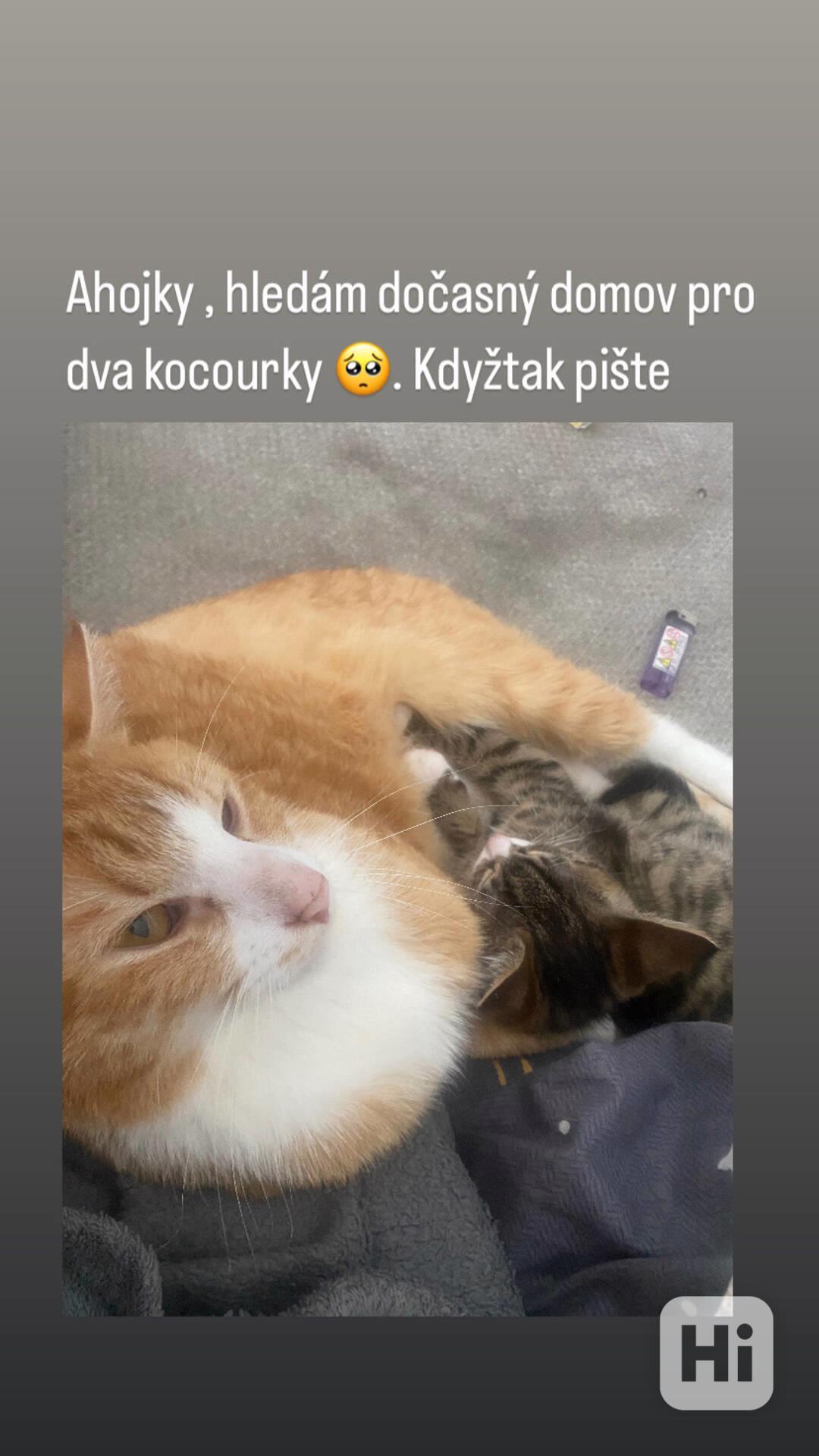 Dva kocourci - foto 1