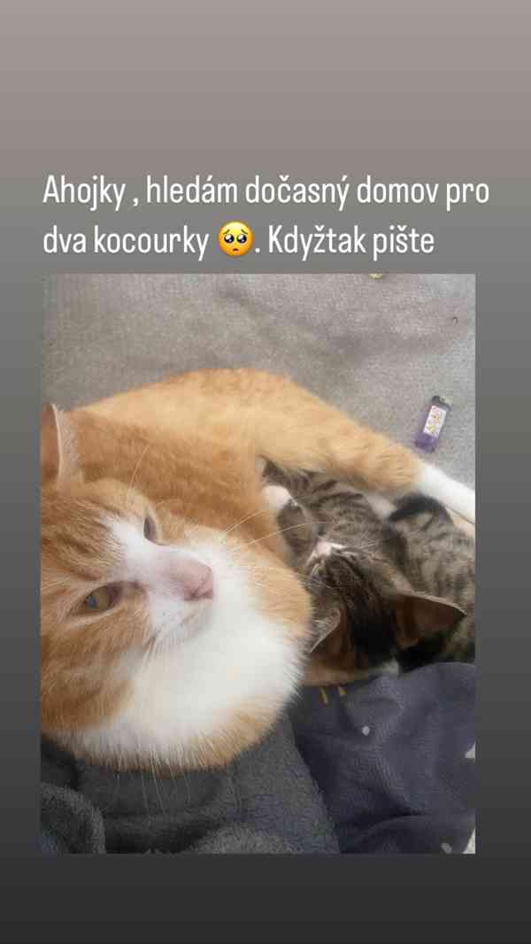 Dva kocourci - foto 1