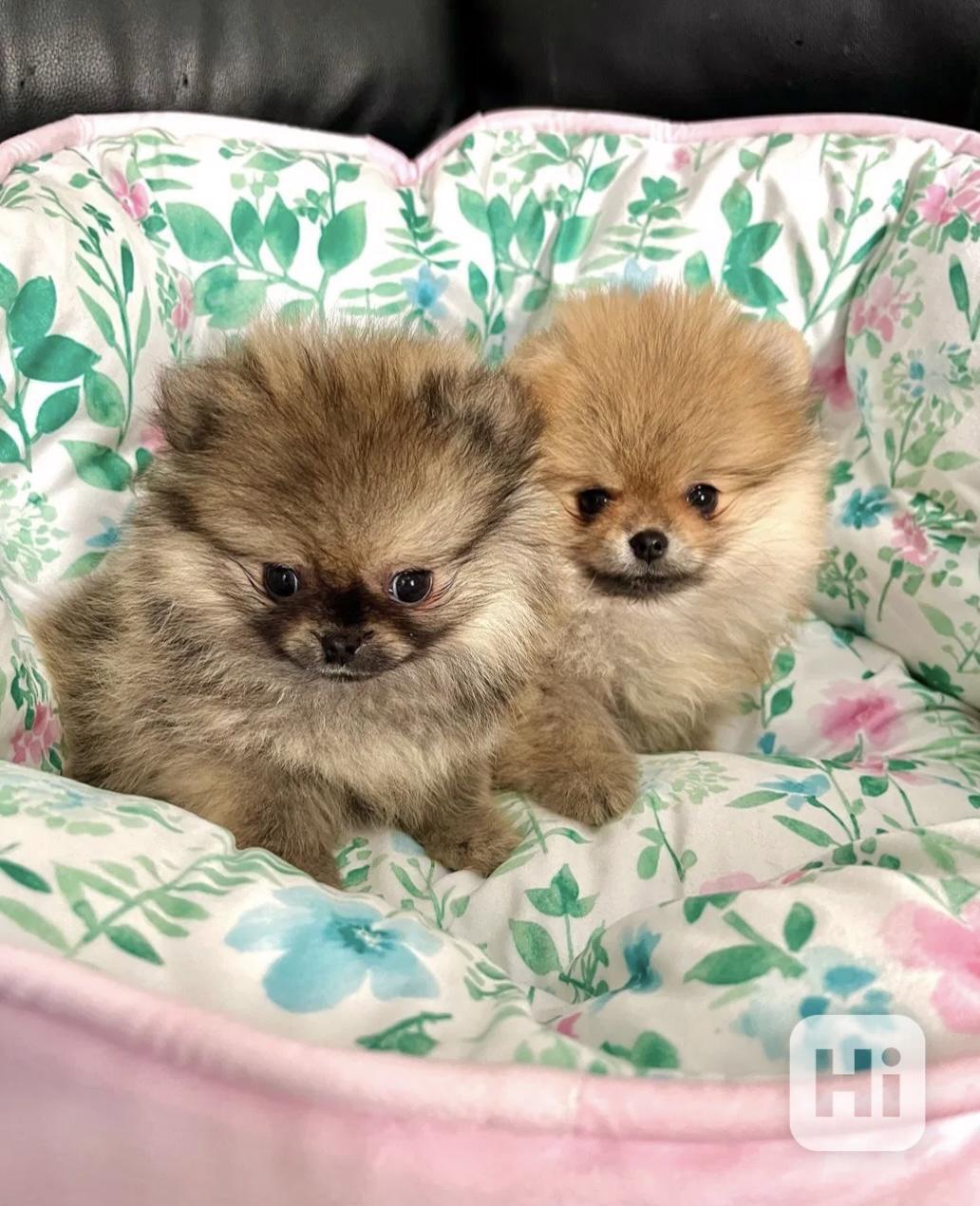 Pomeranian  Špic miniaturní/ trpasličí  - foto 1