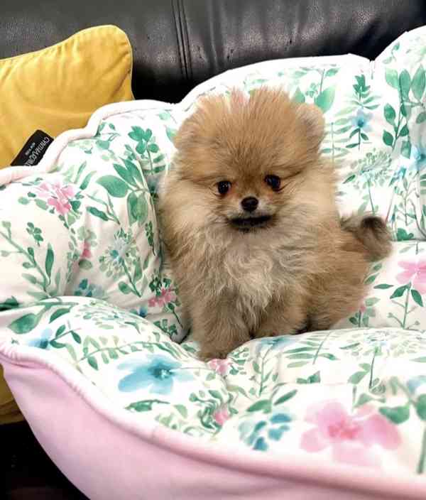 Pomeranian  Špic miniaturní/ trpasličí  - foto 3