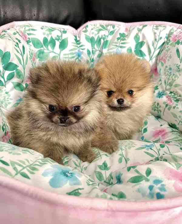 Pomeranian  Špic miniaturní/ trpasličí  - foto 1