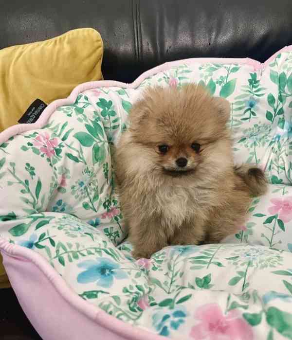 Pomeranian  Špic miniaturní/ trpasličí  - foto 4
