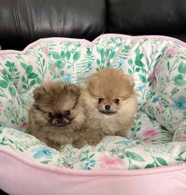 Pomeranian  Špic miniaturní/ trpasličí  - foto 5