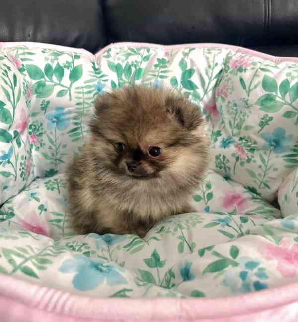 Pomeranian  Špic miniaturní/ trpasličí  - foto 2