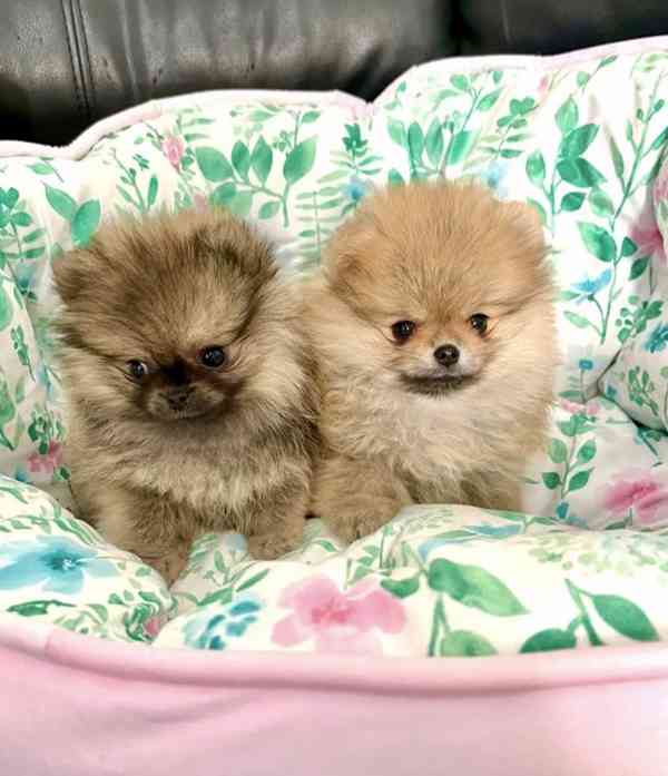 Pomeranian  Špic miniaturní/ trpasličí  - foto 6