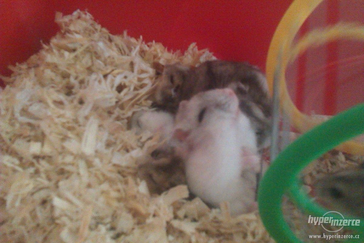 Křečík džungarský - foto 1