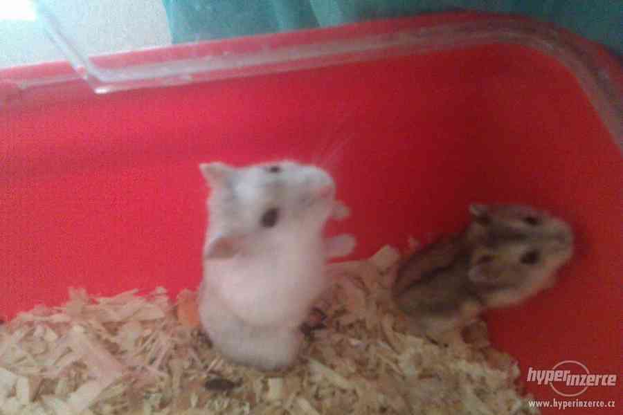 Křečík džungarský - foto 2