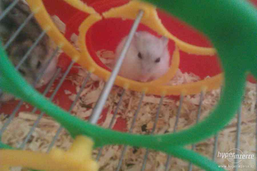 Křečík džungarský - foto 3