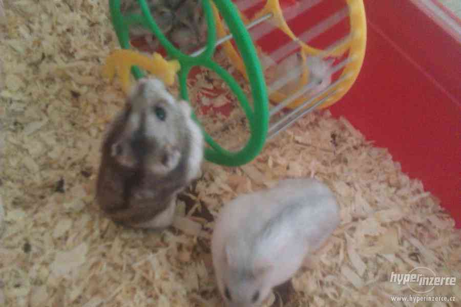 Křečík džungarský - foto 4