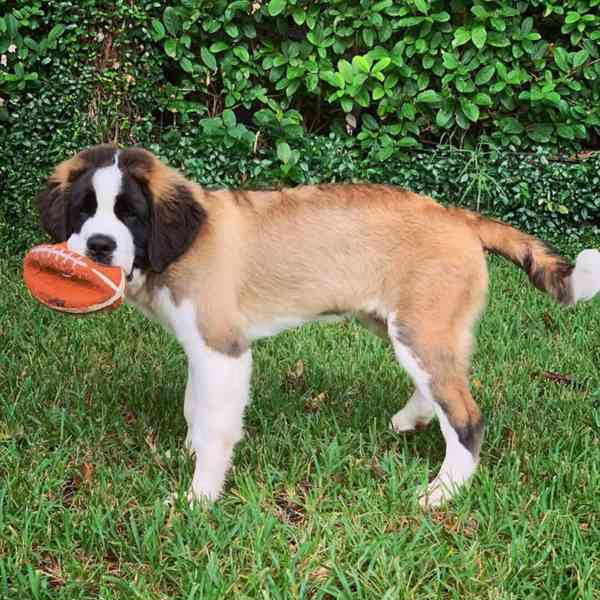 Adoptujte si ho, prosím - foto 3