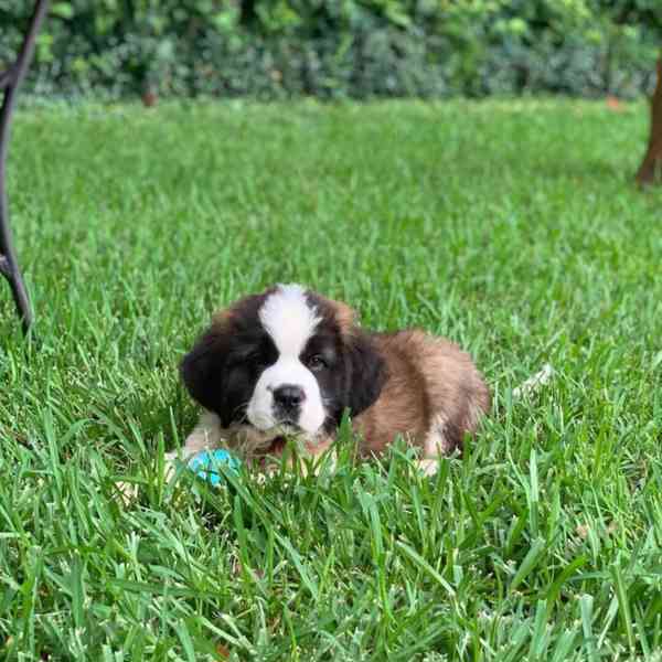 Adoptujte si ho, prosím - foto 2