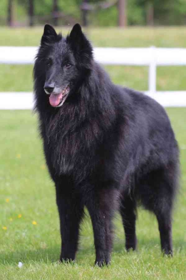 Štěňátka BO Groenendael s PP - foto 5