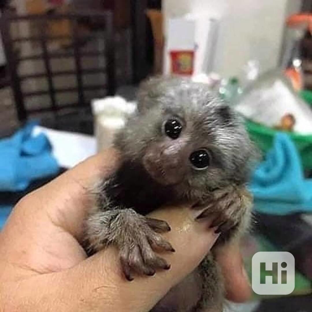 Nádherná opice kapucínka k adopci - foto 1