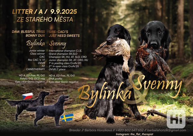 Flat Coated Retriever s PP - krásná štěňátka - foto 1